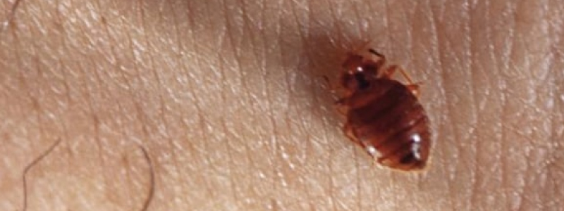 Bed Bugs Can Be Your Worst Nightmare