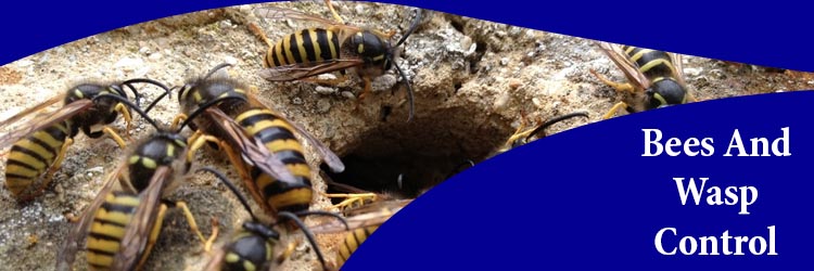 Bees And Wasp Control Melbourne