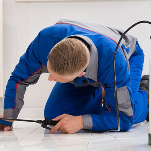 Pest Control Service in Geelong VIC