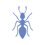 Ant Pest Control Ballarat