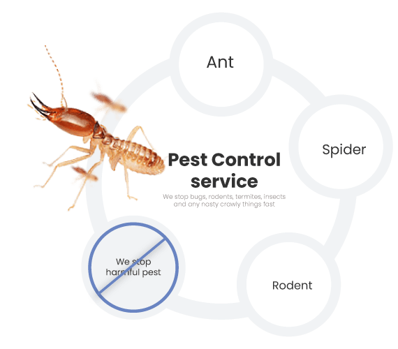 Emergency Termite Pest Control Melbourne