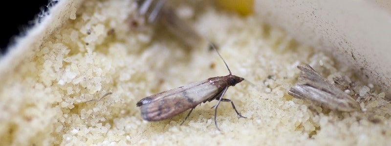moth control melbourne