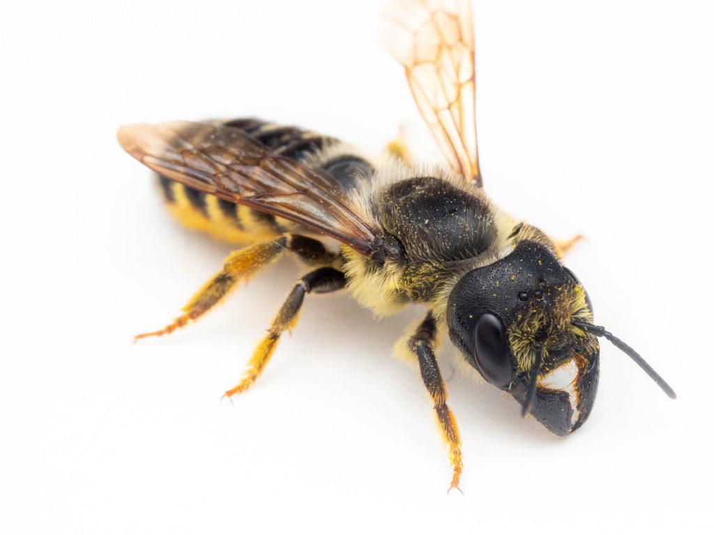 Leafcutter-Bees-Removal-Melbourne