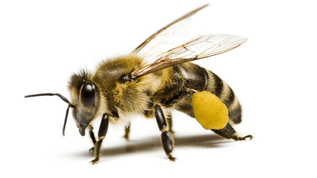 Resin Bees Removal Melbourne