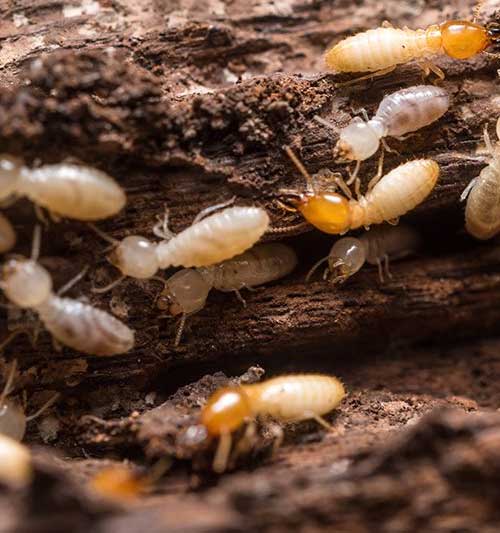 Termite Inspection Melbourne