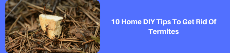 10-Home-DIY-Tips-To-Get-Rid-Of-Termites