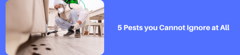 5-Pests-you-Cannot-Ignore-at-All