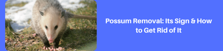 Possum-Removal-Its-Sign-How-to-Get-Rid-of-It